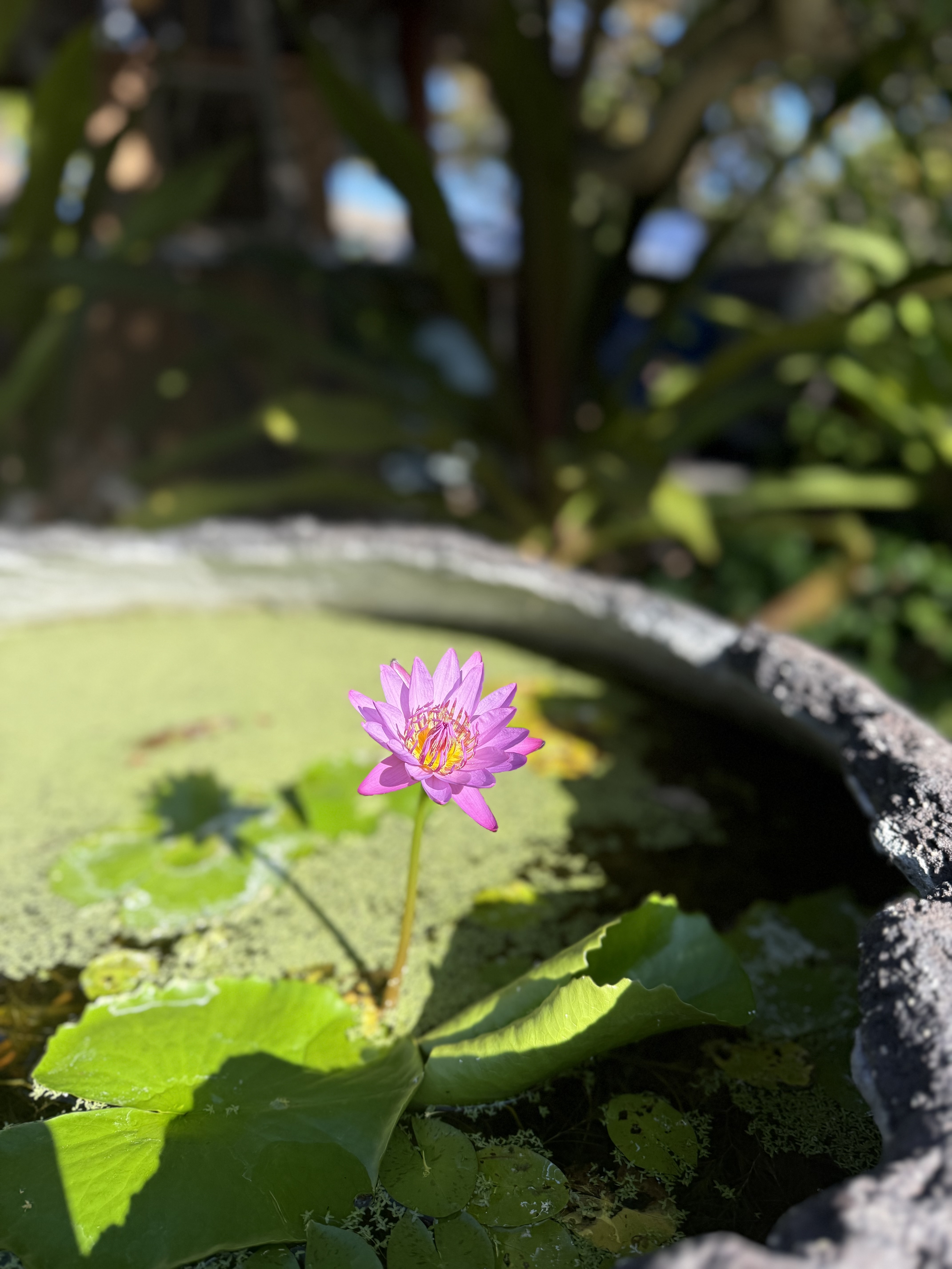 Lotus representing the architecture of self